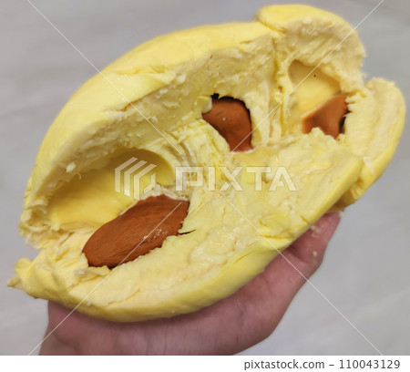 Closeup lady hand holding yellowish organic riped durian with tiny seeds isolated on grey background, Southeast asia tropical smell fruit Closeup lady hand holding yellowish organic riped durian with tiny seeds isolated on grey background, Southeast asia tropical smell fruit 110043129
