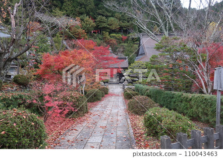 The approach covered with autumn leaves The approach covered with autumn leaves 110043463