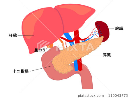 胰臟、肝臟、膽囊、脾臟和十二指腸的器官名稱-插圖素材 [110043773] - PIXTA圖庫