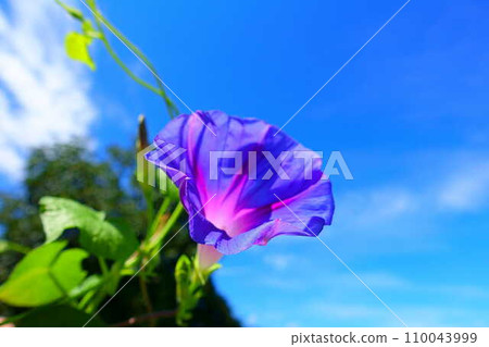 Morning glory morning glory morning glory Morning glory morning glory morning glory 110043999