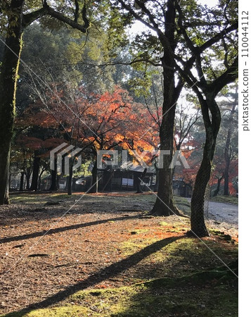 Autumn Nara Park 01 110044112