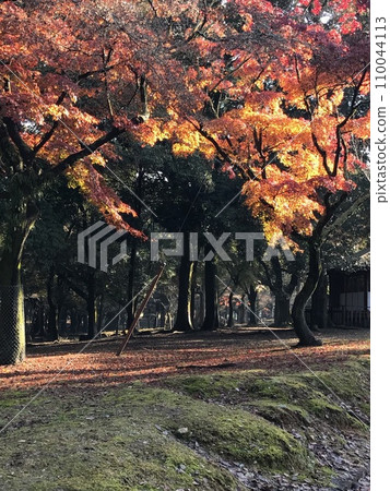 秋天的奈良公園02 110044113