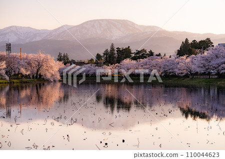 [Niigata Prefecture] Cherry blossoms in full bloom, evening view of Takada Castle Ruins Park in spring 110044623