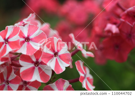 Phlox paniculata 110044702