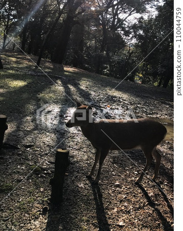 秋天的奈良公園/鹿04 110044759