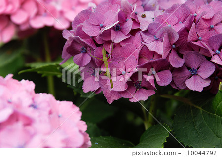 繡球 繡球 110044792