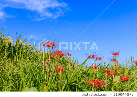 Higanbana Hanasaki, Aichi Prefecture Higanbana Hanasaki, Aichi Prefecture 110044872