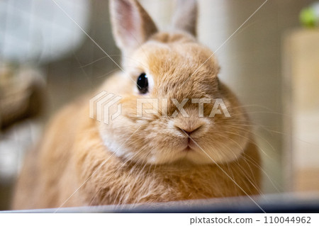 Brown rabbit Brown rabbit 110044962