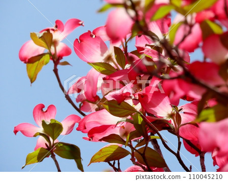 Spring tree flowers, street road on the bank of dogwood (flowering dogwood) 110045210
