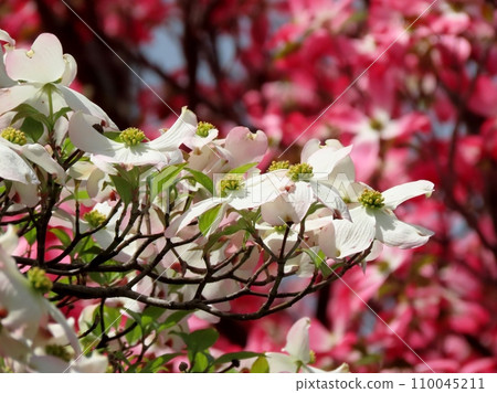 Spring tree flowers, street road on the bank of dogwood (flowering dogwood) 110045211