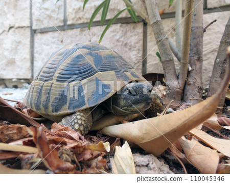 Ornate Box Turtle Ornate Box Turtle 110045346