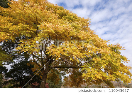 里山秋天的一棵大無患子樹 110045627
