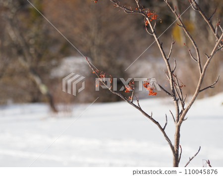 Rowan berries shine on the snowy field Rowan berries shine on the snowy field 110045876