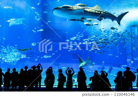 水族風景 沖繩美麗水族箱 黑潮海 沖繩縣本部町 110046146