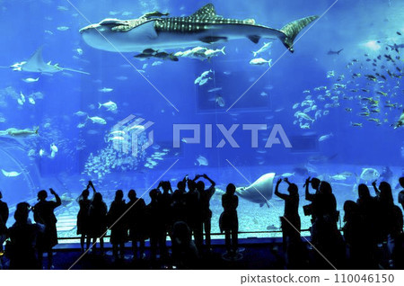 水族風景 沖繩美麗水族箱 黑潮海 沖繩縣本部町 110046150