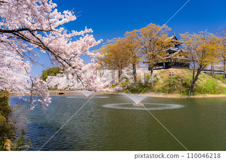 <Niigata Prefecture> Cherry blossoms in full bloom at Takada Castle Park in spring <Niigata Prefecture> Cherry blossoms in full bloom at Takada Castle Park in spring 110046218