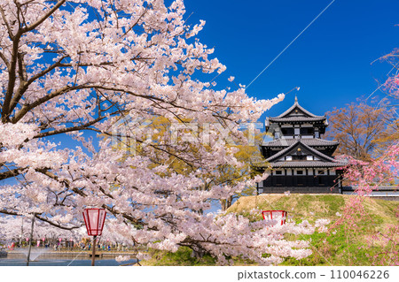 【新潟縣】櫻花盛開，春天的高田城跡公園 110046226