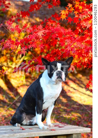 Mighty, a Boston terrier, looks cute while sitting under the beautiful autumn leaves in Moroyama Town ♡ Mighty, a Boston terrier, looks cute while sitting under the beautiful autumn leaves in Moroyama Town ♡ 110046293