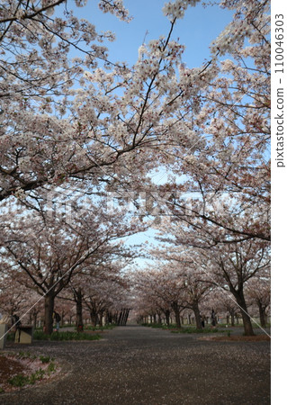 櫻桃拱門 110046303