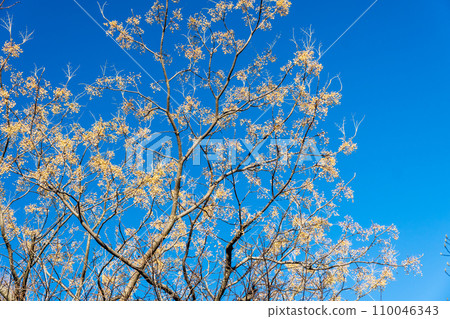無患子果實在藍天 無患子果實在藍天 110046343