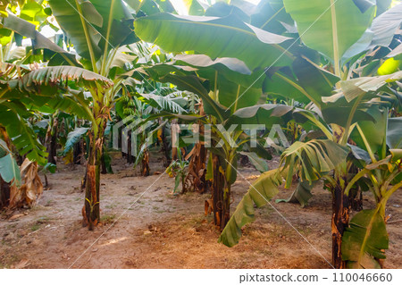 Banana trees growing on the banana plantation Banana trees growing on the banana plantation 110046660