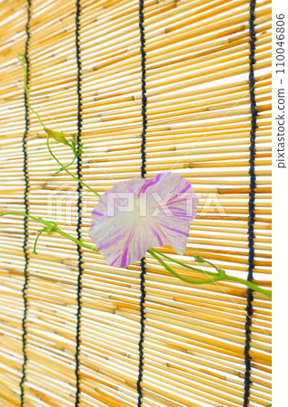 Morning glory morning glory morning glory Morning glory morning glory morning glory 110046806