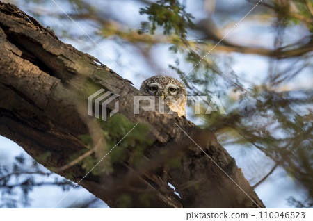 spotted owlet or Athene brama closeup or portrait with eye contact or peekaboo moment from nest or hollow in tree during winter season safari in forest of india asia 110046823