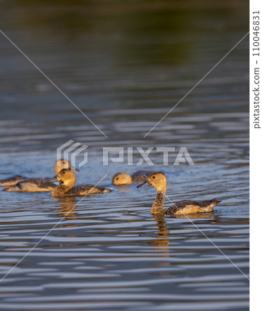 lesser whistling duck or Indian whistling duck or lesser whistling teal family flock of birds in water in golden hour light during winter season migration at ranthambore national park forest india 110046831