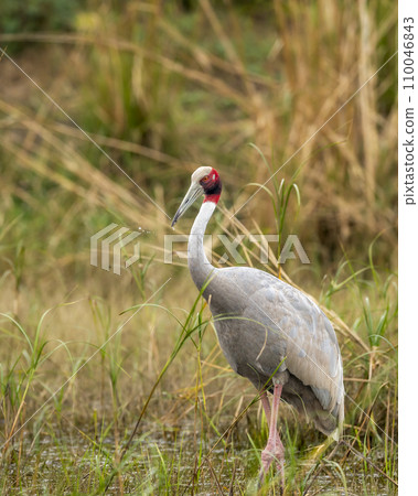 sarus crane or Grus antigone closeup with water droplets in air from beak in natural green background during winter excursion at keoladeo national park or bharatpur bird sanctuary rajasthan india 110046843