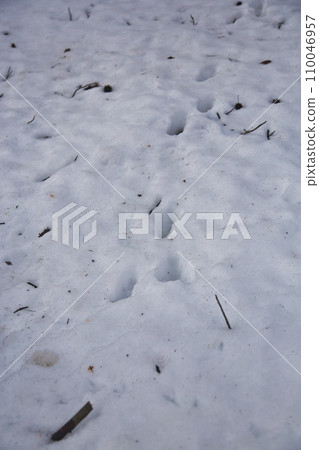 雪上的世界 110046957
