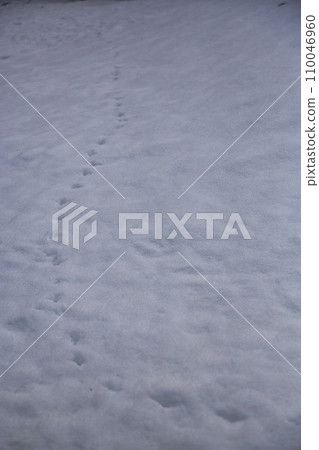 world on snow 110046960