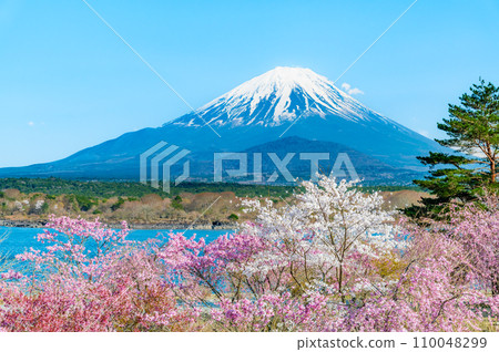 Mt. Fuji and cherry blossoms ~Cherry blossoms in full bloom on the shore of Lake Shoji~ 110048299