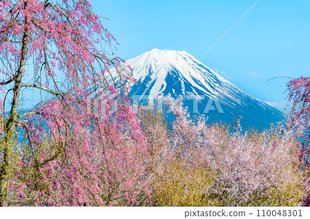 Mt. Fuji and cherry blossoms ~Cherry blossoms in full bloom on the shore of Lake Shoji~ 110048301