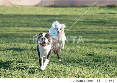 波士頓梗犬「Mighty」和玩具貴賓犬「Bailey」在埼玉縣日高市的狗狗跑道上精力充沛地奔跑 波士頓梗犬「Mighty」和玩具貴賓犬「Bailey」在埼玉縣日高市的狗狗跑道上精力充沛地奔跑 110048365