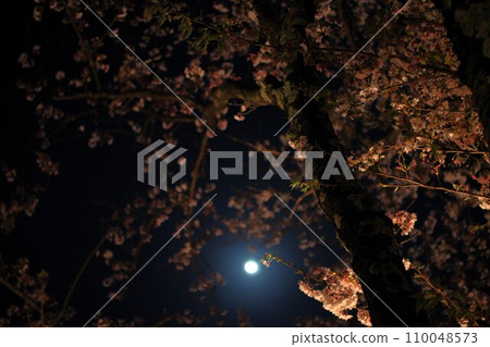 夜晚櫻花間的滿月 夜晚櫻花間的滿月 110048573