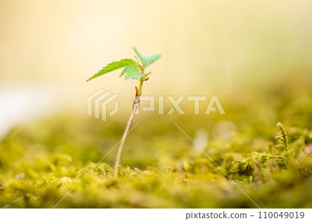 森林豆芽 110049019