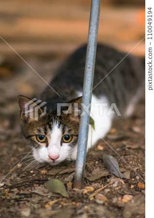 A cute kitten aiming for prey living in Japanese forests 110049194