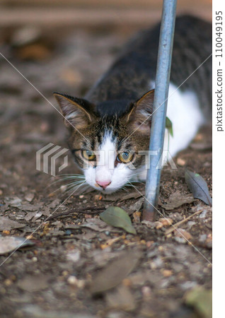 住在日本森林中的一隻可愛的小貓,瞄準獵物 住在日本森林中的一隻可愛的小貓,瞄準獵物 110049195