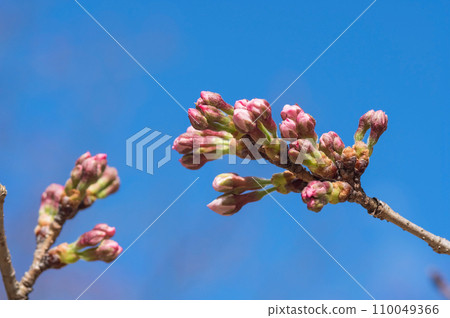 染井吉野芽等待春天 110049366