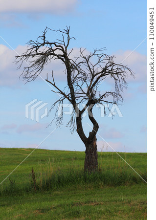 Dead tree Dead tree 110049451