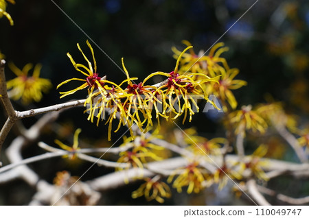 Early spring flower "witch hazel" 110049747