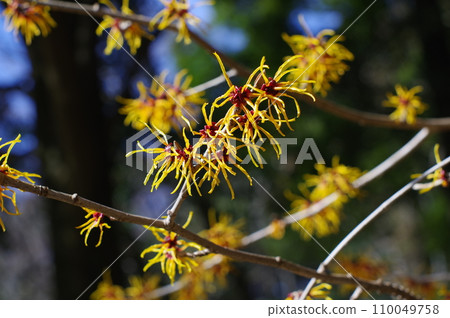 Early spring flower "witch hazel" 110049758