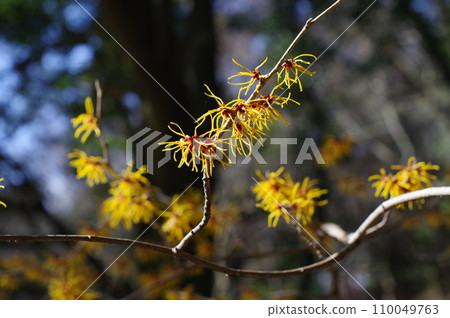 早春花卉“金縷梅” 早春花卉“金縷梅” 110049763