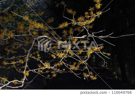 早春花卉“金縷梅” 早春花卉“金縷梅” 110049766
