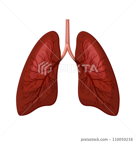 Lungs icon illustration on white 110050238