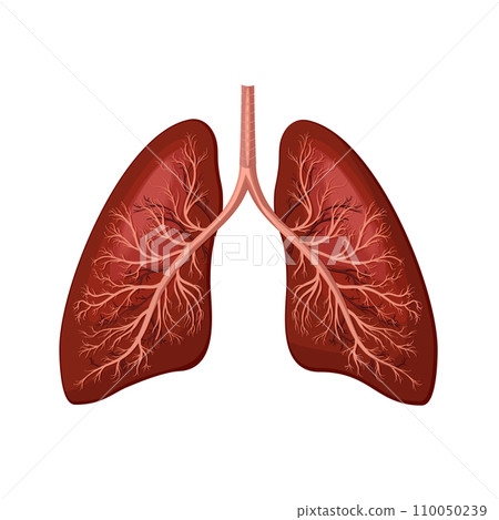 Lungs icon illustration on white 110050239