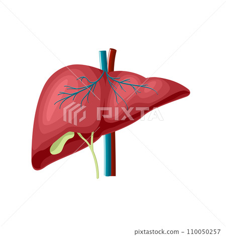 the medical structure of the liver 110050257