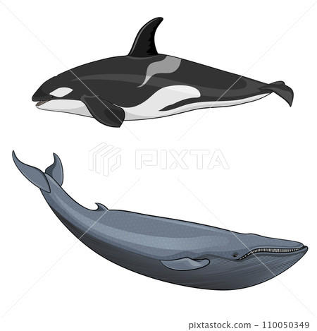 illustration of Blue whale and killer whale 110050349