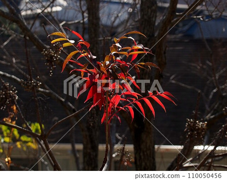 沐浴在陽光下的榛野木(源內山的橡樹,紅葉) 沐浴在陽光下的榛野木(源內山的橡樹,紅葉) 110050456