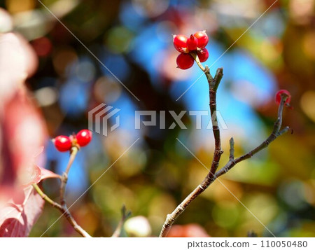 Dogwood bathed in the morning sun (blue sky and flowers and berries on the branches) Dogwood bathed in the morning sun (blue sky and flowers and berries on the branches) 110050480